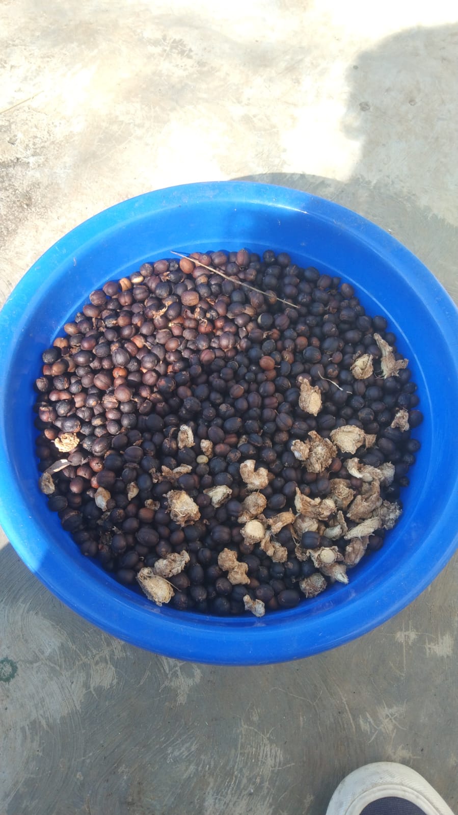 Pembuatan Formulasi Kopi SILOKA - Foto 3