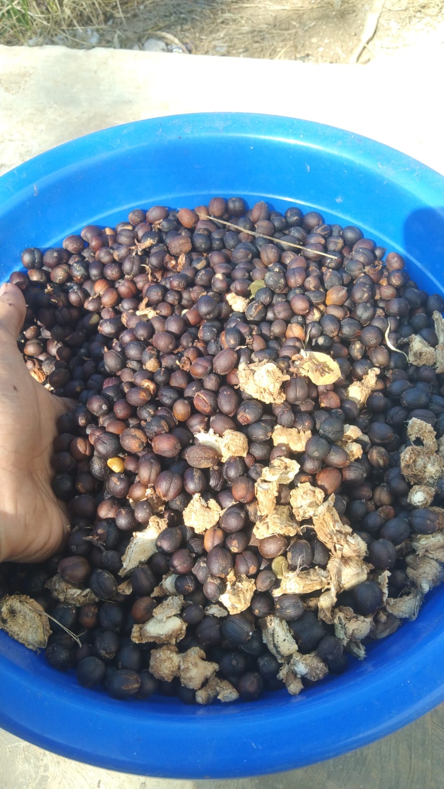 Pembuatan Formulasi Kopi SILOKA - Foto 4